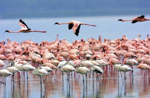 SFF Los Flamingos y Ranchería Wayuú