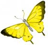 Mariposas amarillas macondo natural Finca La Jorara